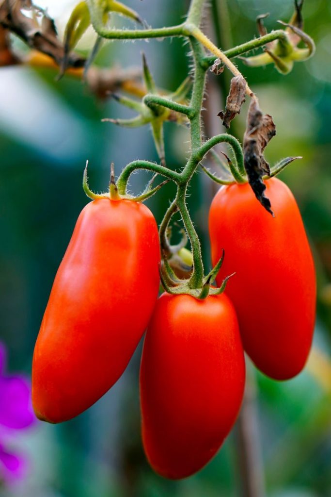 Pomodori da salsa e da conserve