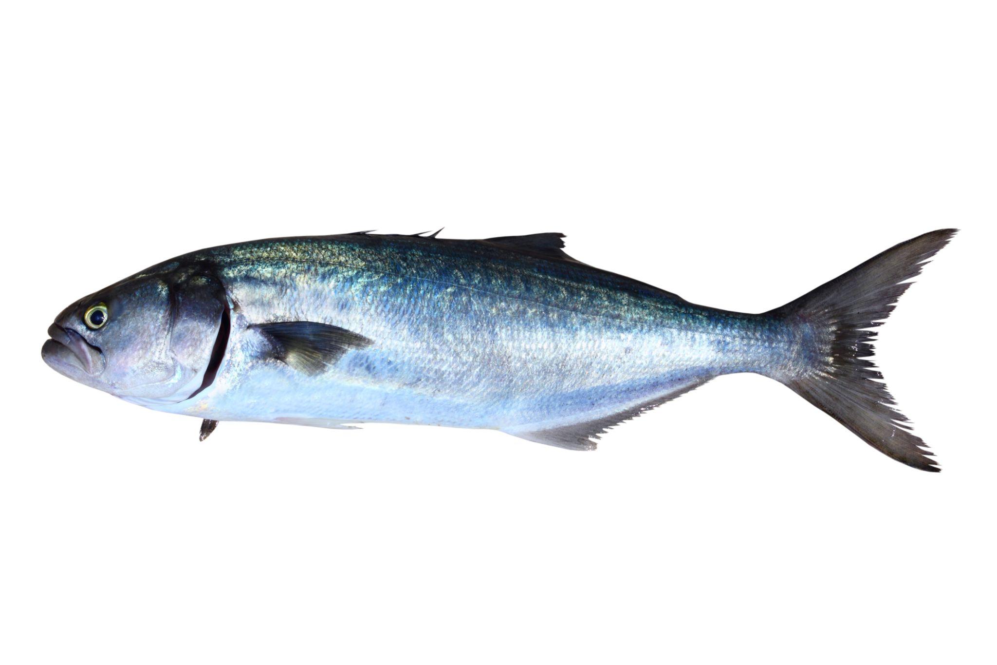 Bluefish (Strelka)