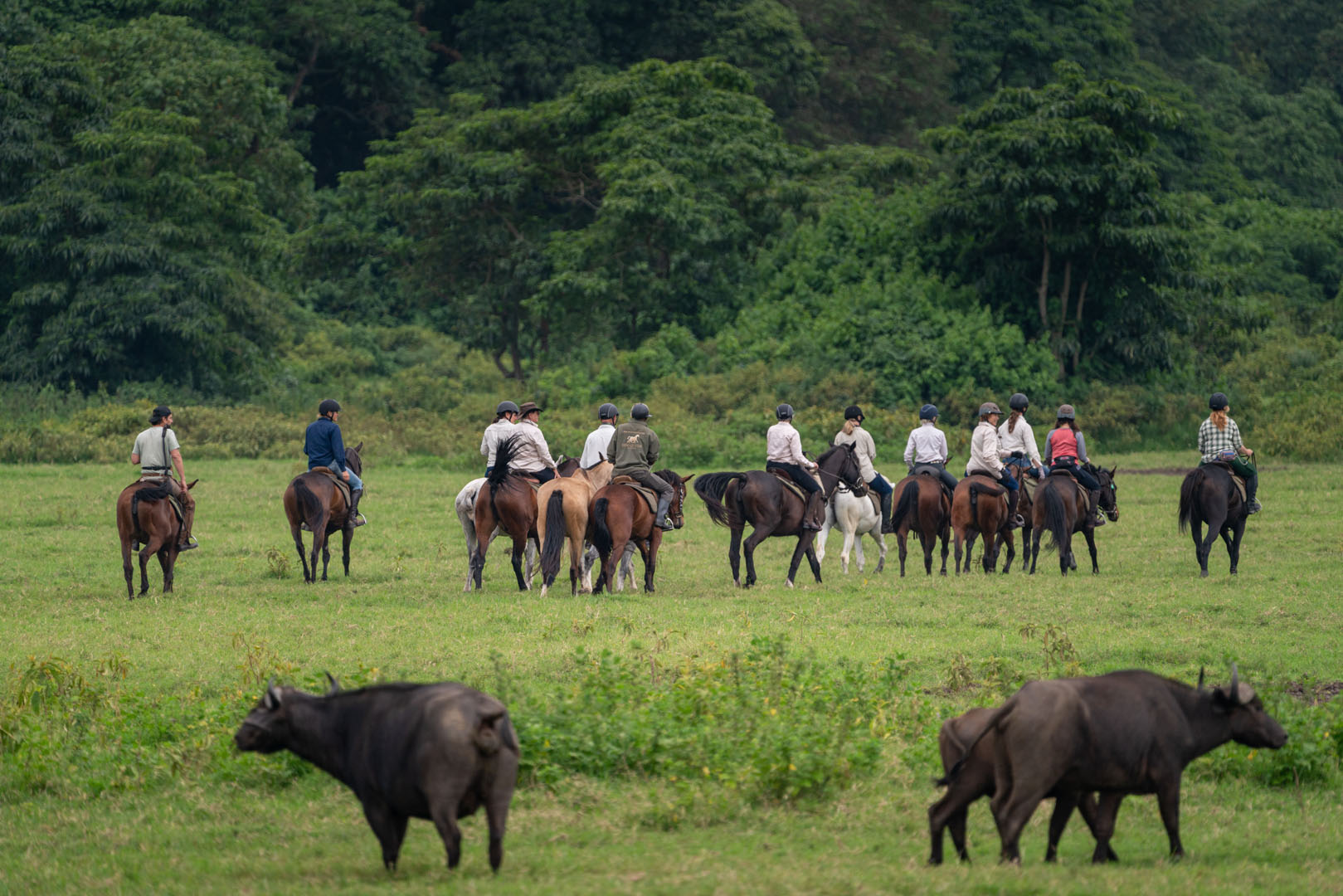 Kilimanjaro Elephant Ride, Arusha National Park, Tanzania – elefant i högt gräs tittar mot kameran, medan fem ryttare till häst på ridsafari i bakgrunden betraktar elefanten i ett grönt och frodigt landskap.