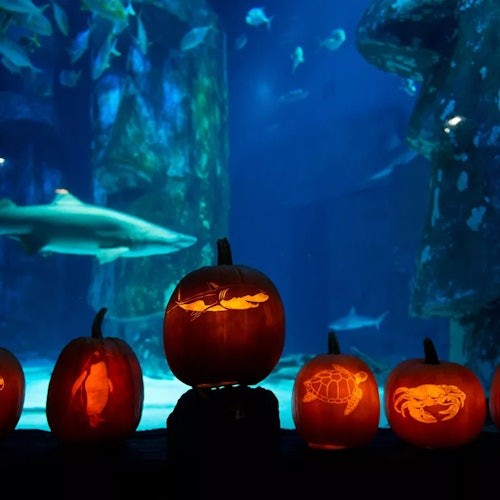 Upaljene lampione od bundeve s rezbarijama morskih životinja, postavljene ispred velikog akvarijskog spremnika s raznim ribama koje plivaju i morskim psom.