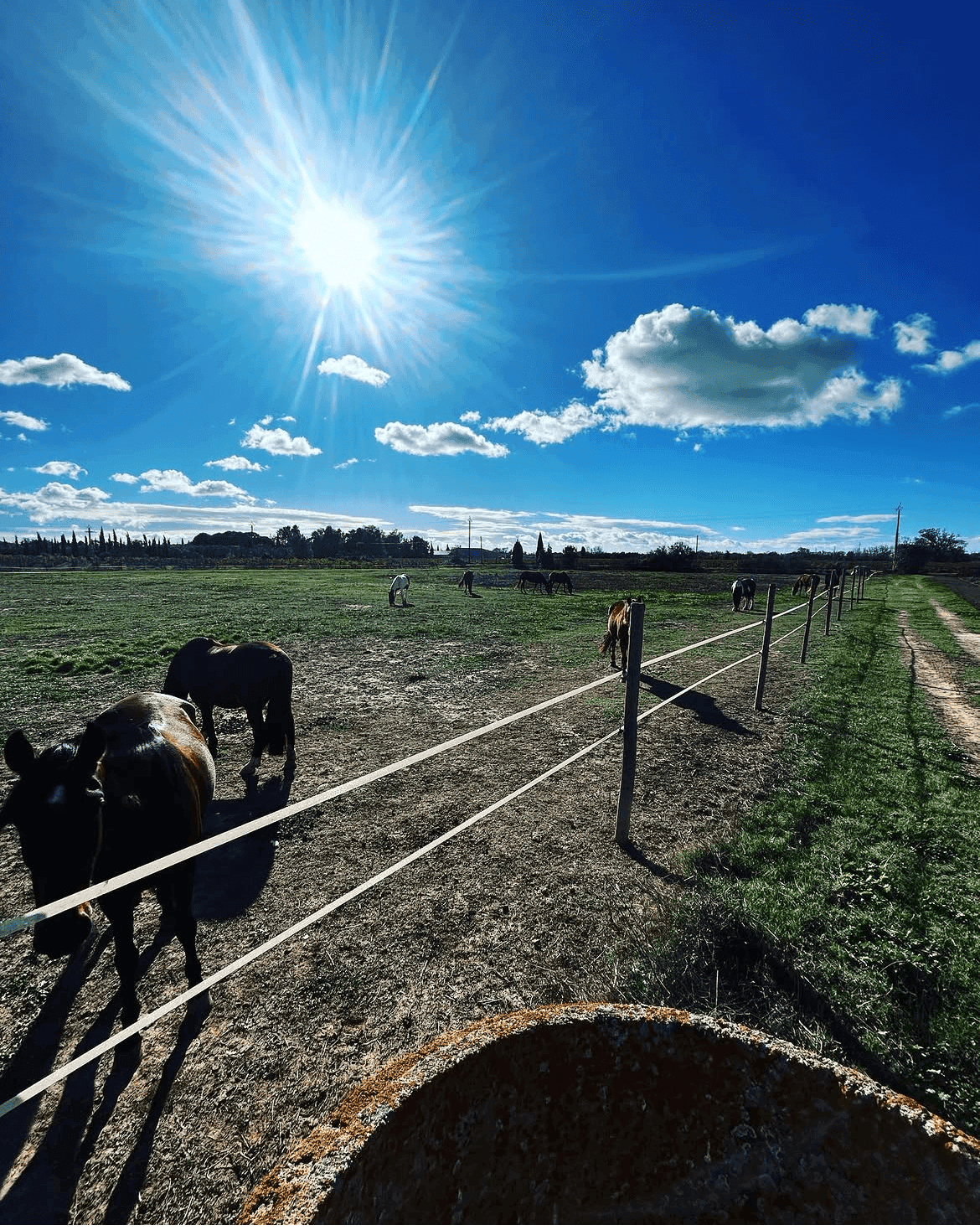 Cheval en pension au travail dans la grande carrière en sable du Ranch Pegase à Bessan