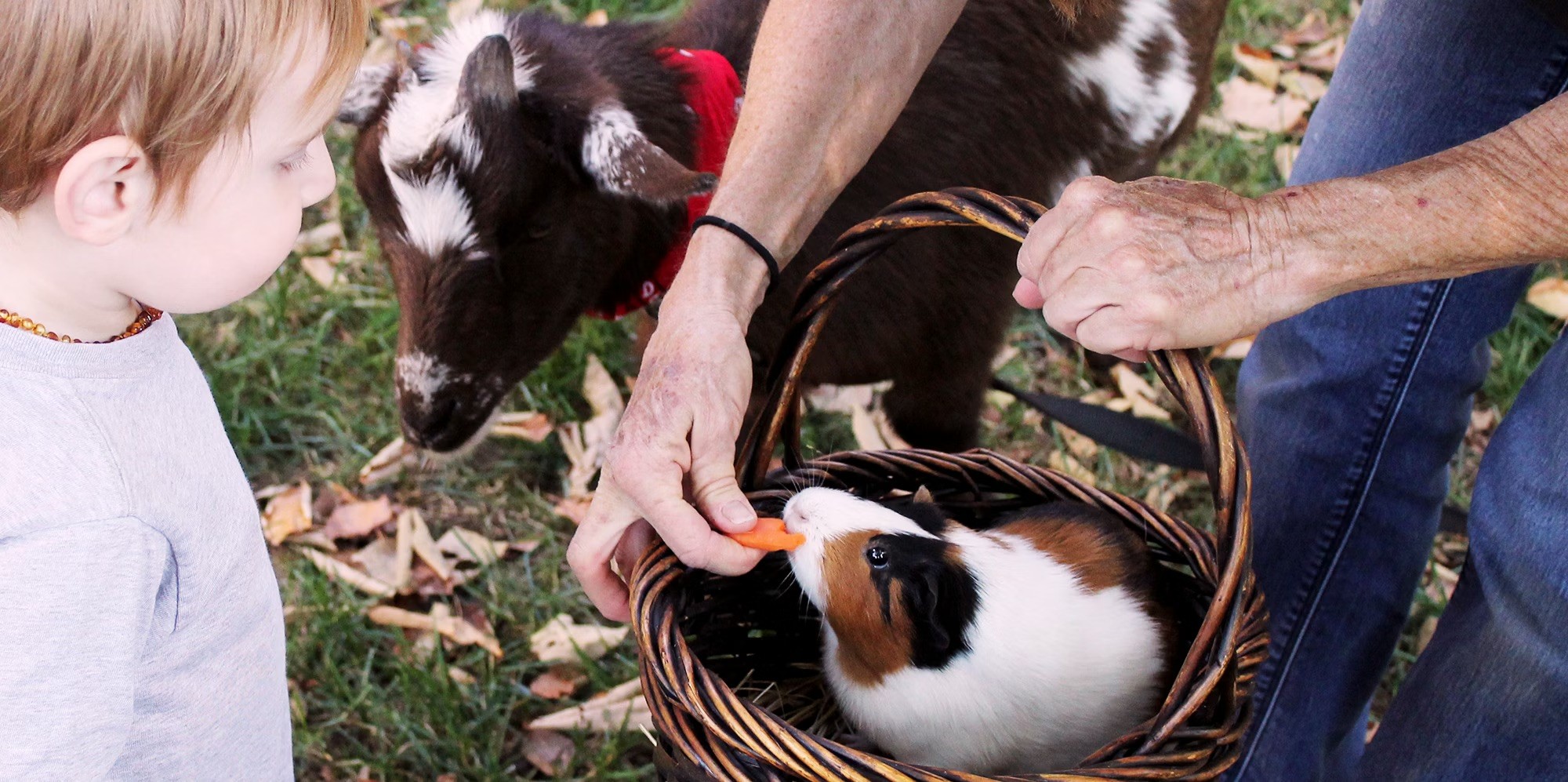 Tips during autumn: activities with animals