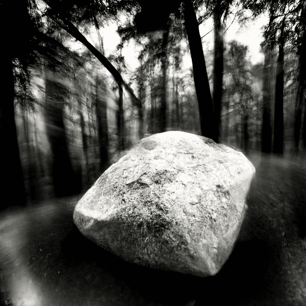 The enchanted forest