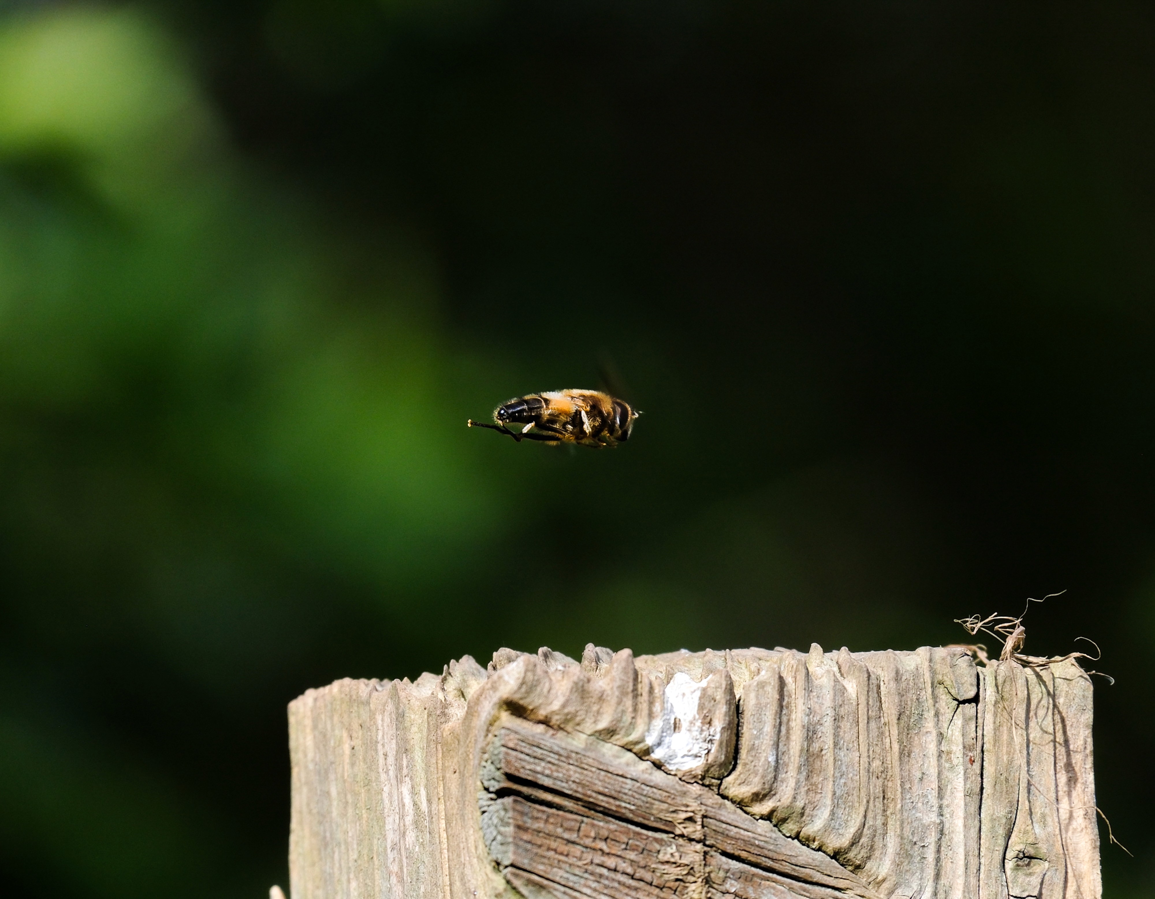Action macro shot of a honeybee captured in mid-air flight just above a weathered wooden fence post.