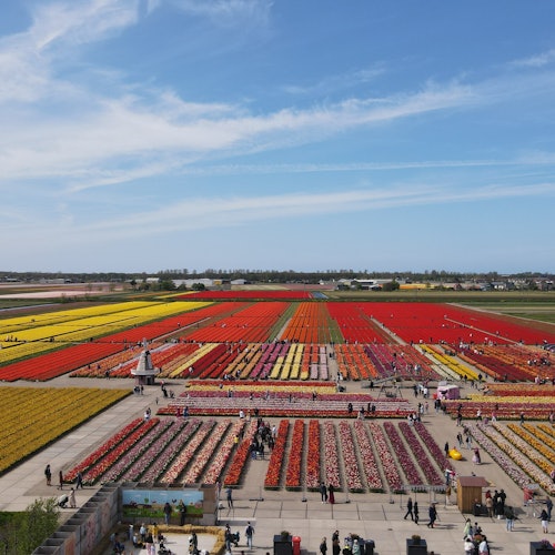 Peternakan tulip paling berwarna di Belanda!