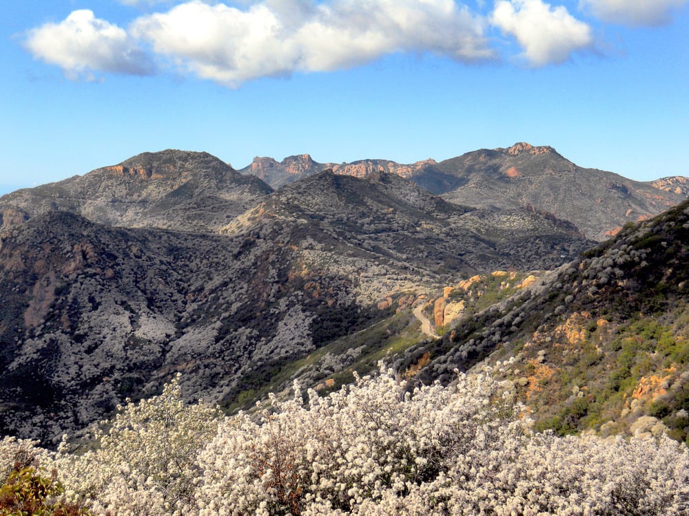 California mountain landscape with white-flowering chaparral shrubs in the foreground and rocky peaks under a clear blue sky