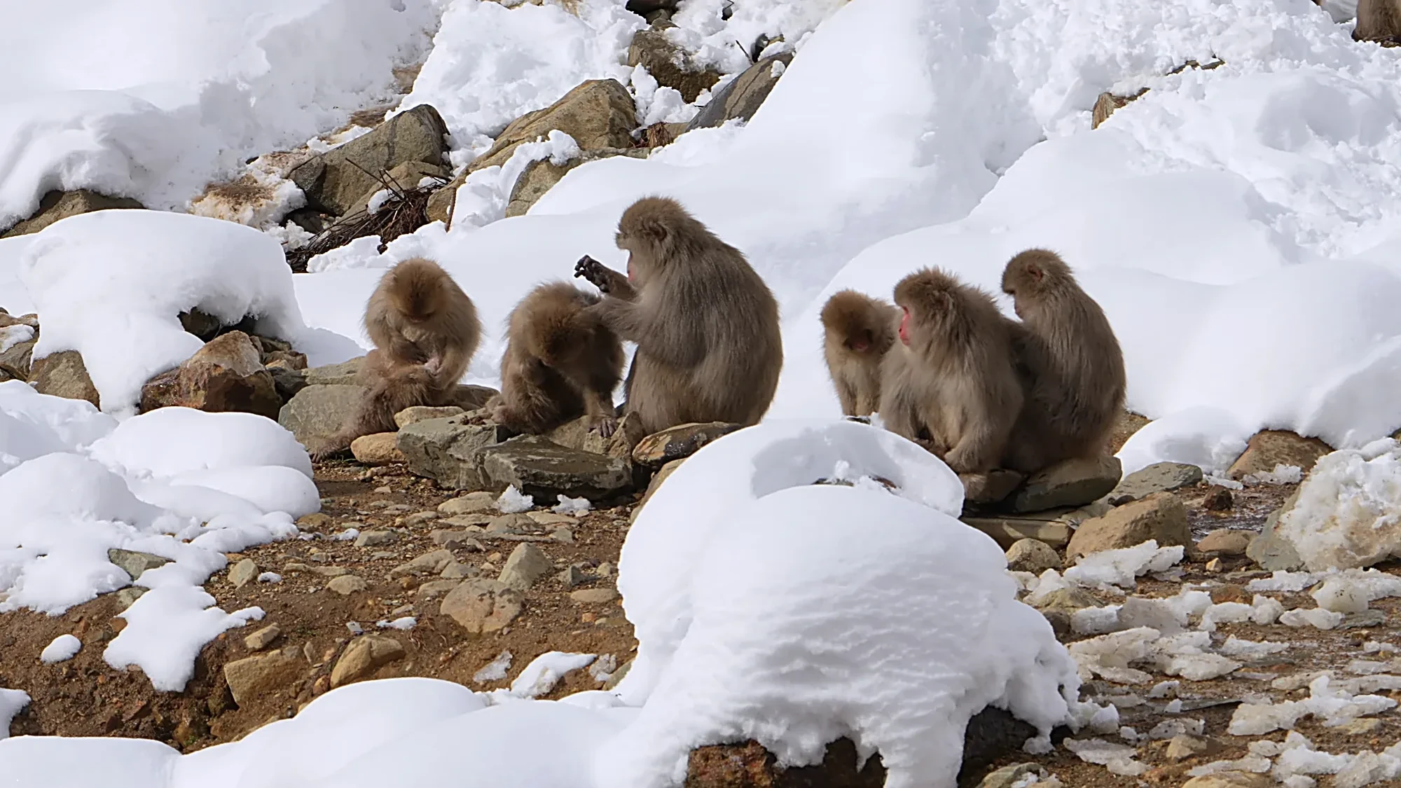 Snow monkeys grooming on side of mountain, winter