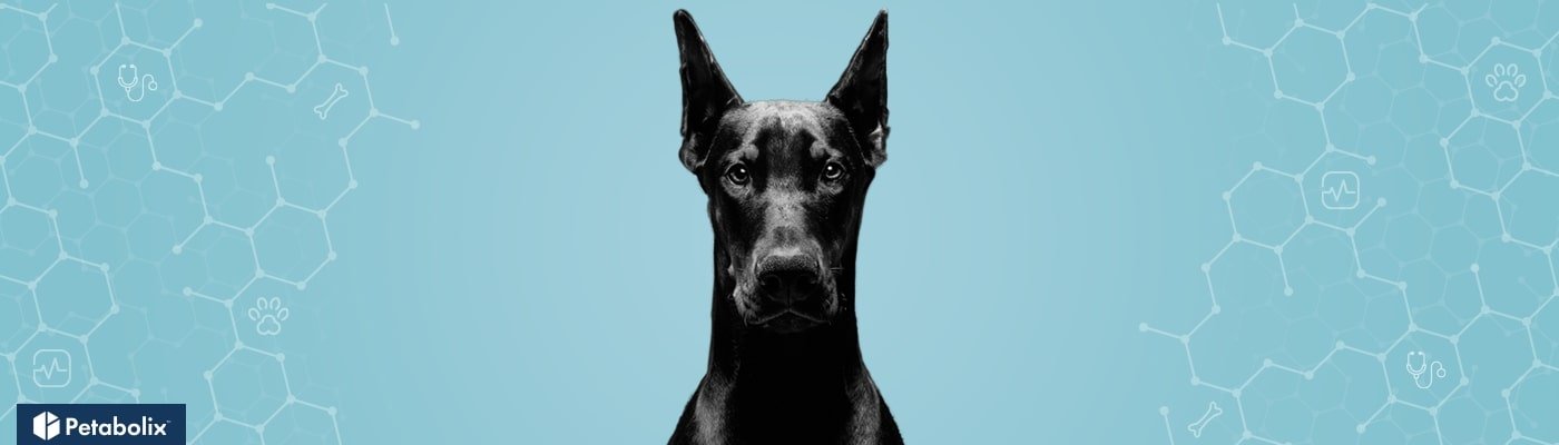 Doberman Pinscher image