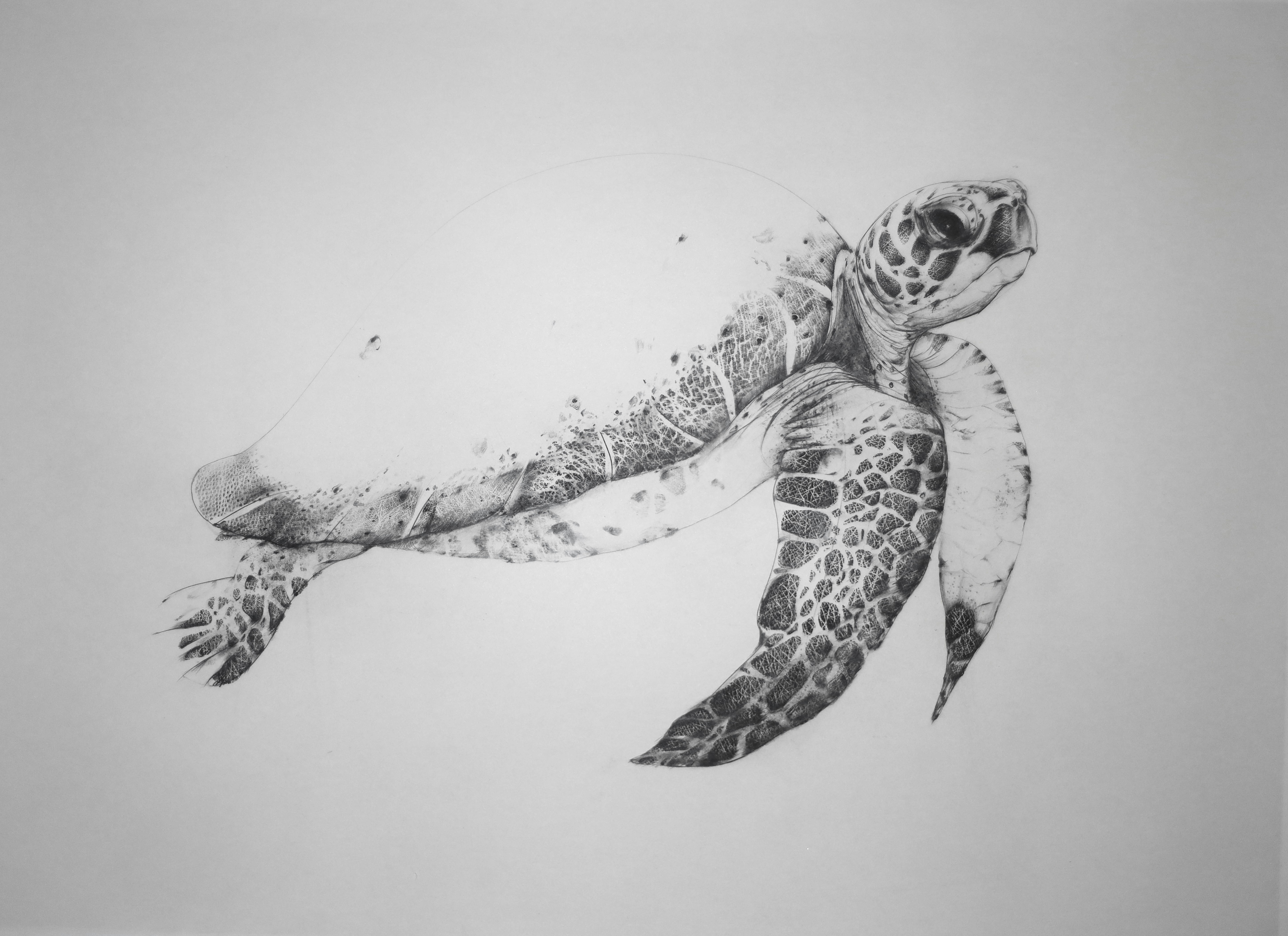 A detailed pencil illustration of a sea turtle, showcasing its textured shell and intricately patterned flippers on a plain background.