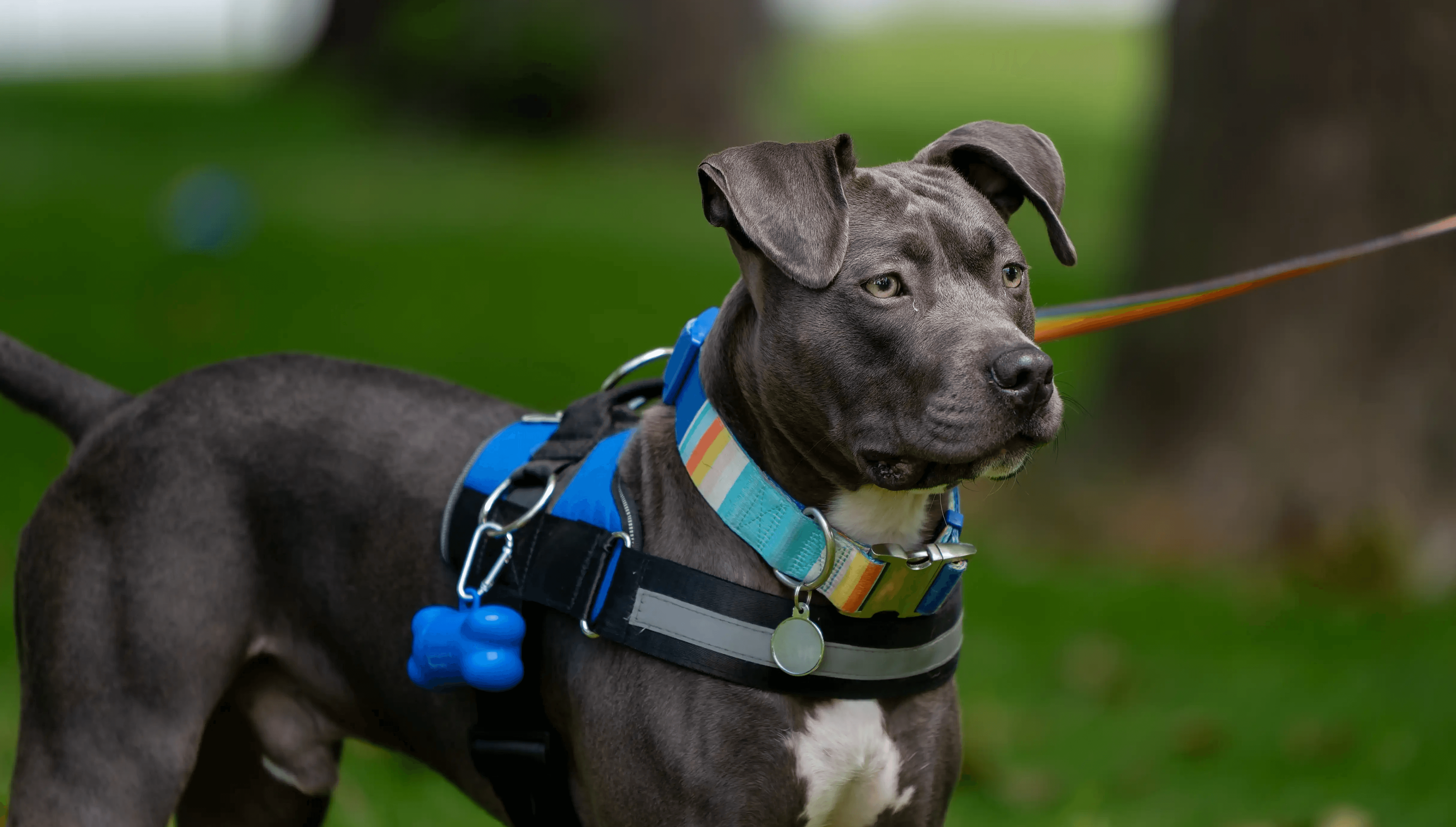 Grey dog on a leash in a park, illustrating a California dog bite injury case blog post