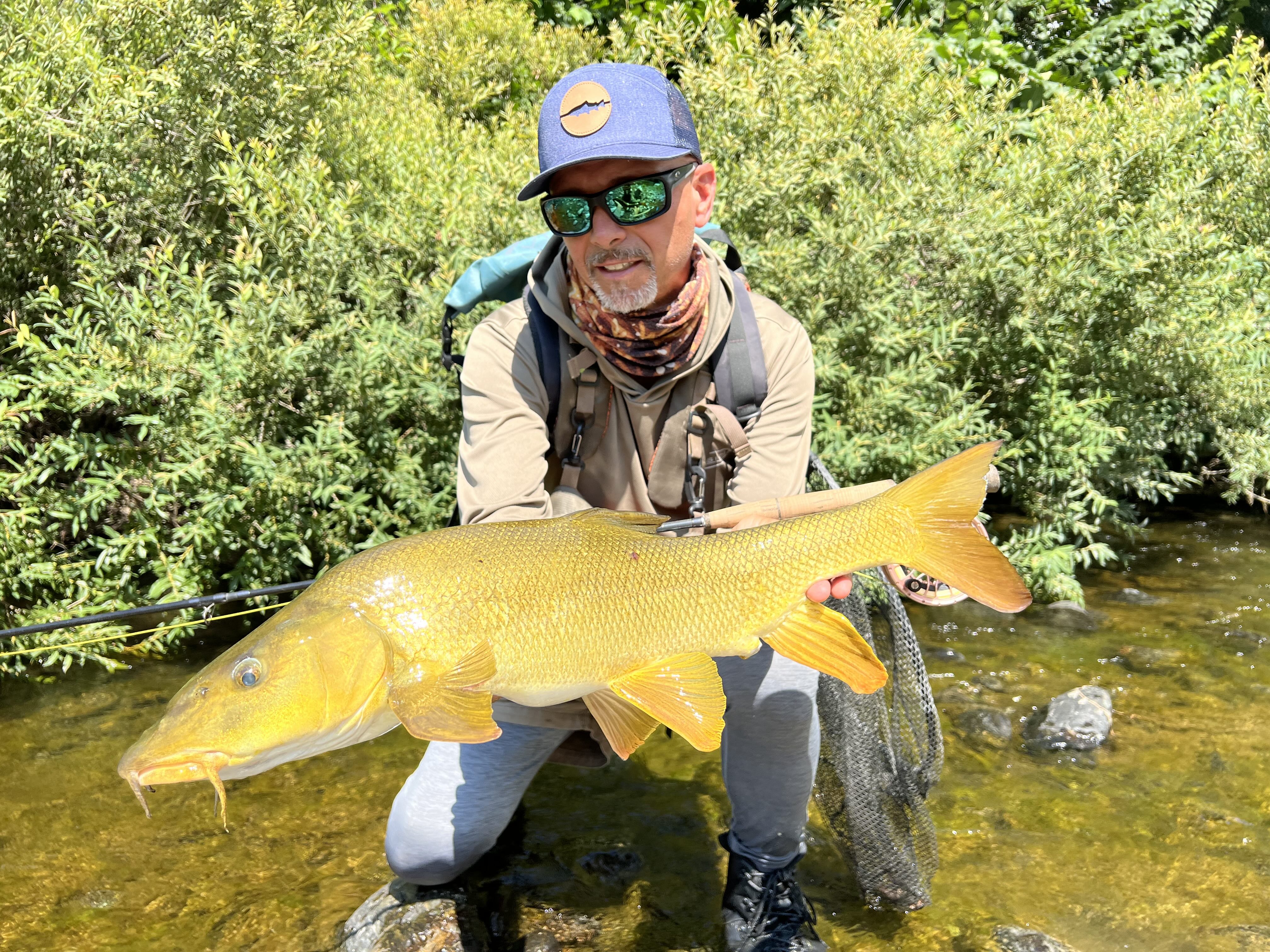 fly fishing carp, barblel in the north of italy around milan