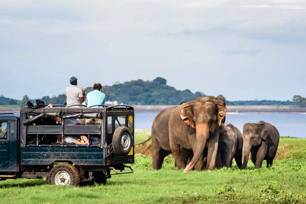 Elephant safari in Sri Lankan wilderness