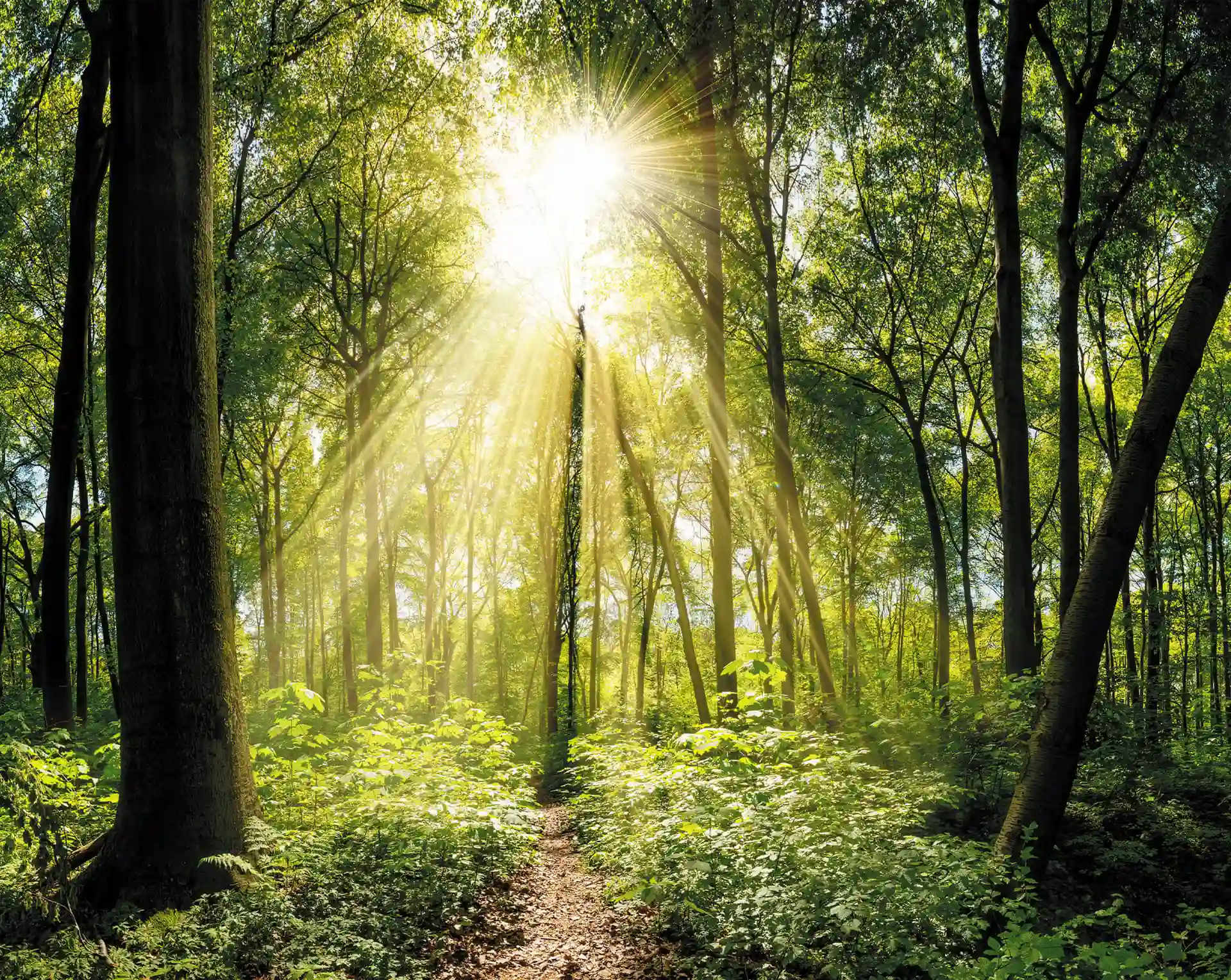 Sonnenstrahlen durchbrechen das Blätterdach eines Waldes und beleuchten einen schmalen Pfad, der von üppigem Grün gesäumt ist.