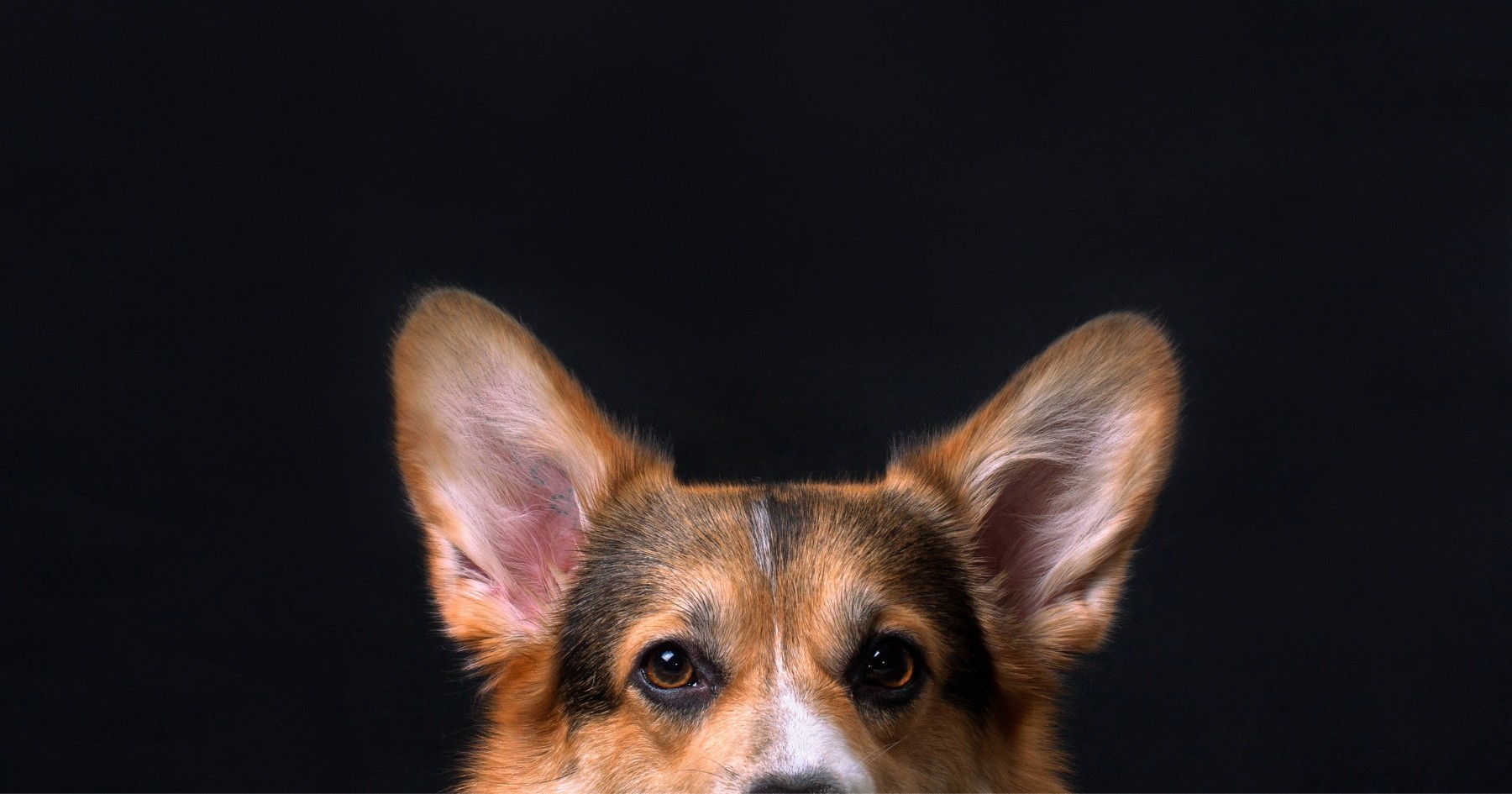 test adn chien france