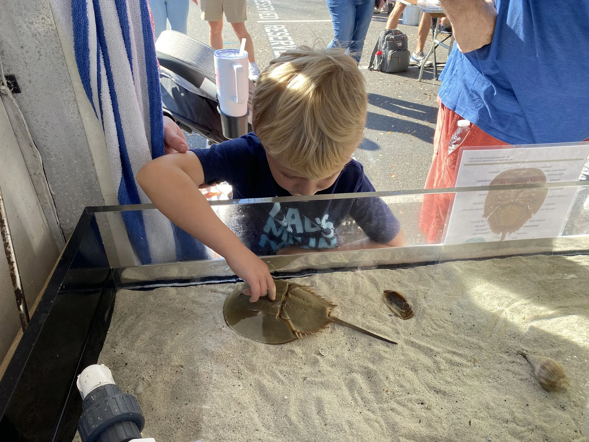 A young boy observes and touches a horseshoe crab in a display tank filled with sand, at an outdoor event in Bradenton, FL, possibly related to BAMFest.