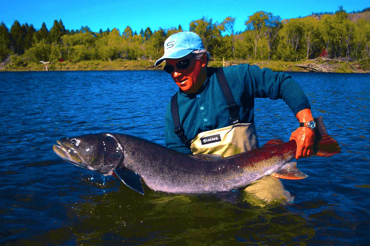 Close-up of evergreen foliage, showcasing vibrant green needles densely packed together.