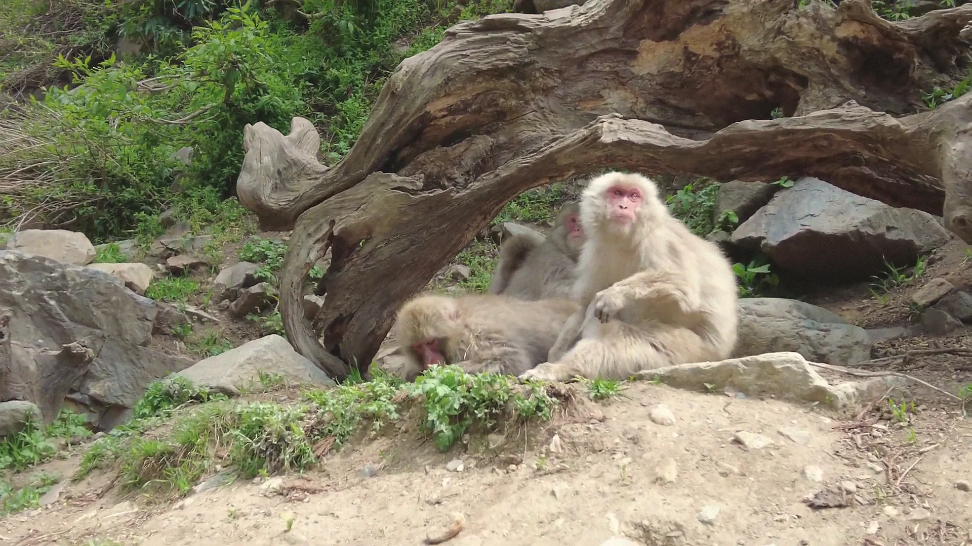Alt text: Three Japanese macaques huddled together grooming beneath a weathered driftwood log in summer greenery