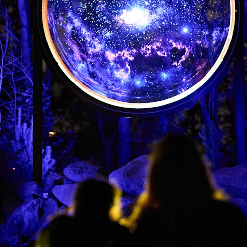 أسترا لومينا في ملاذ كورمبين للحياة البرية