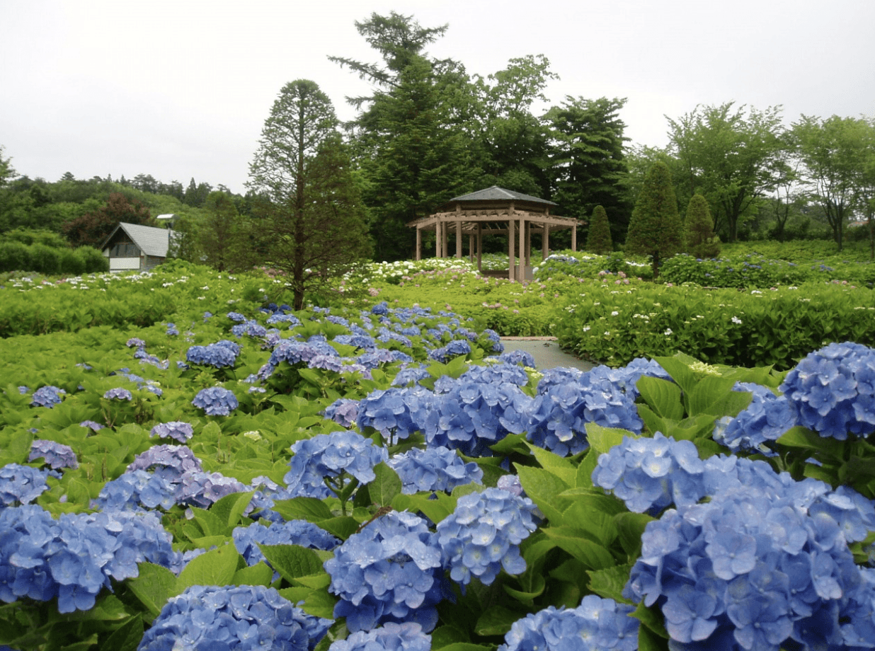 Hydrangeas at Higashiyama Park Hydrangea Forest