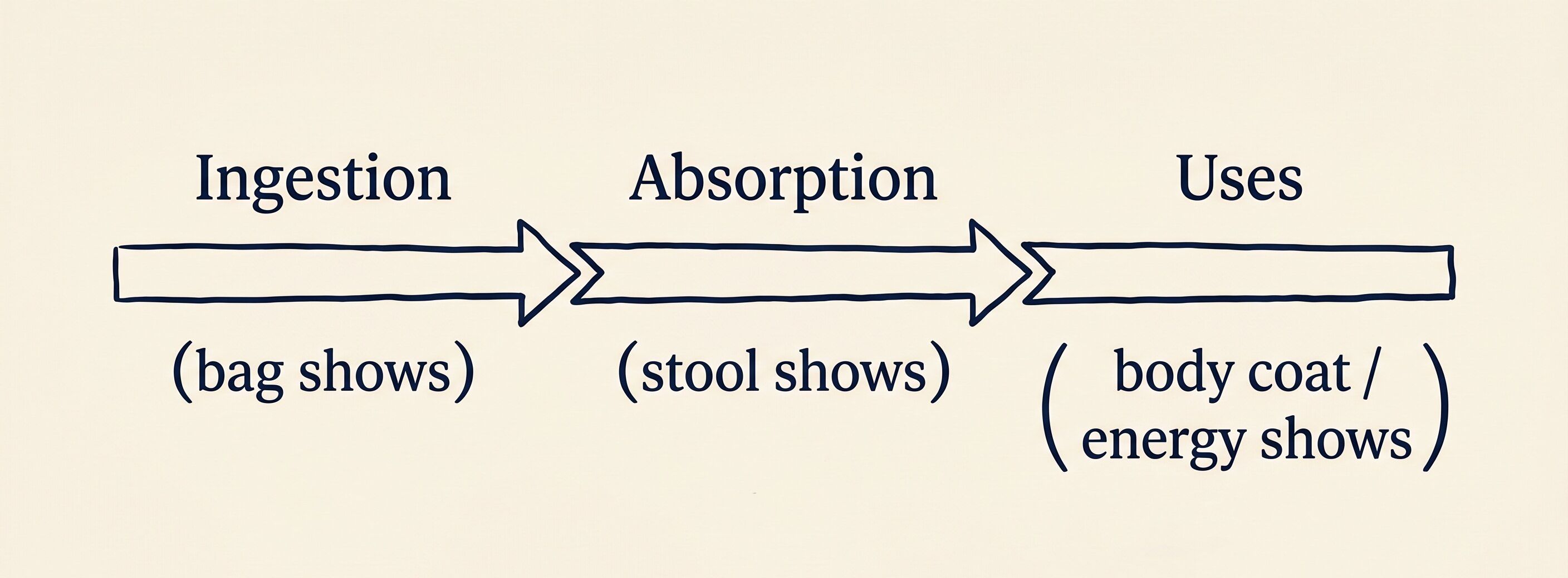 Line-art diagram of the three-stage spine — Eats (ingestion), Absorbs (gut wall), Uses (body) — labelled with what each stage shows: bag, stool, and coat / energy / condition.