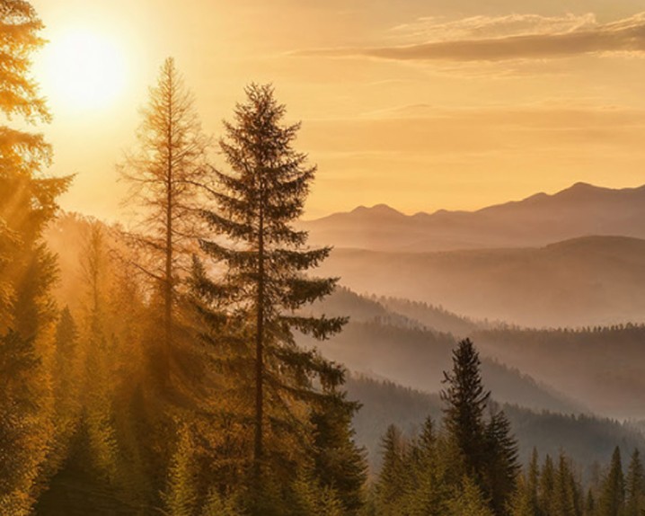 Forêt avec coucher de soleil