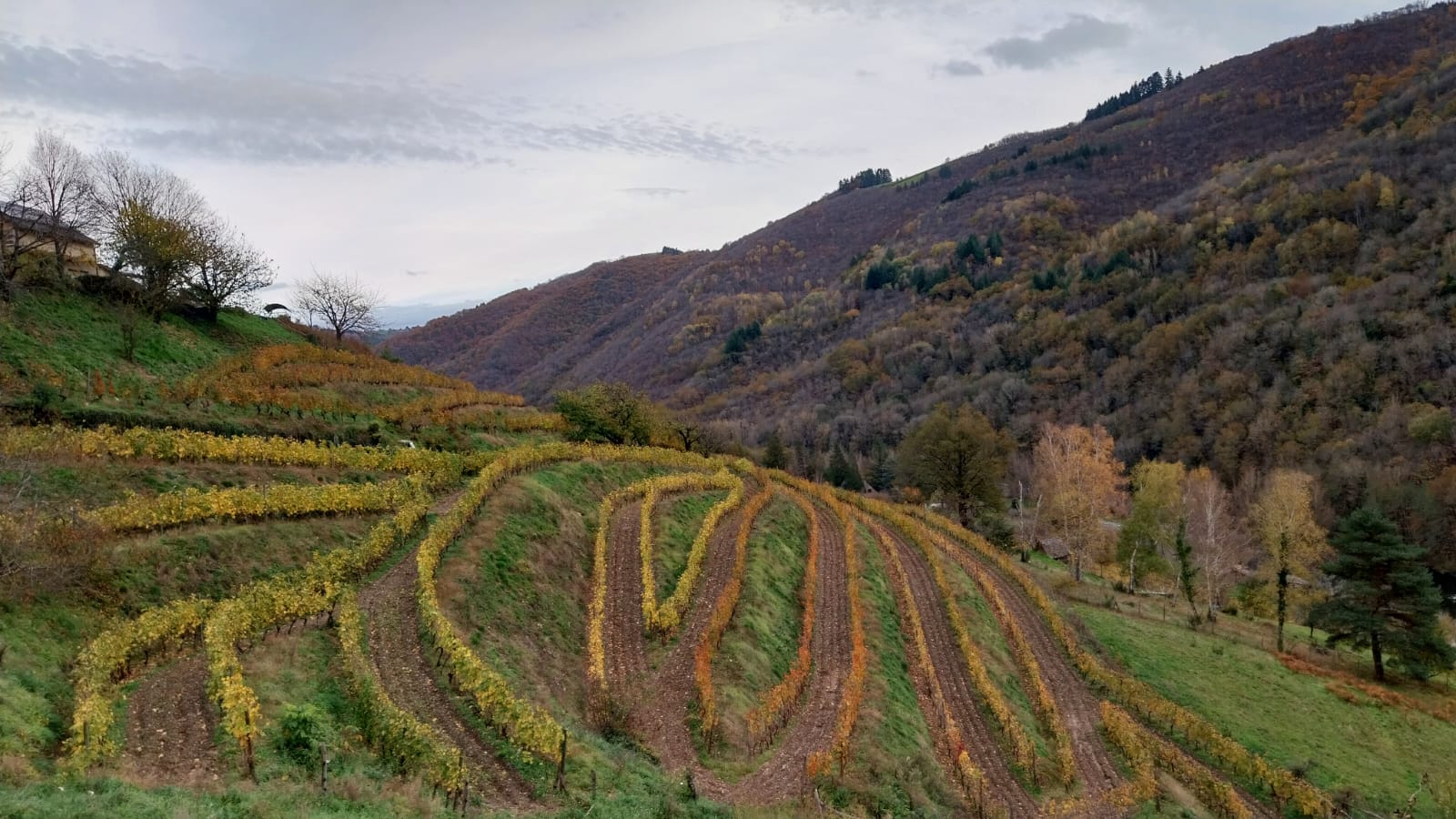A car driving through a vineyard