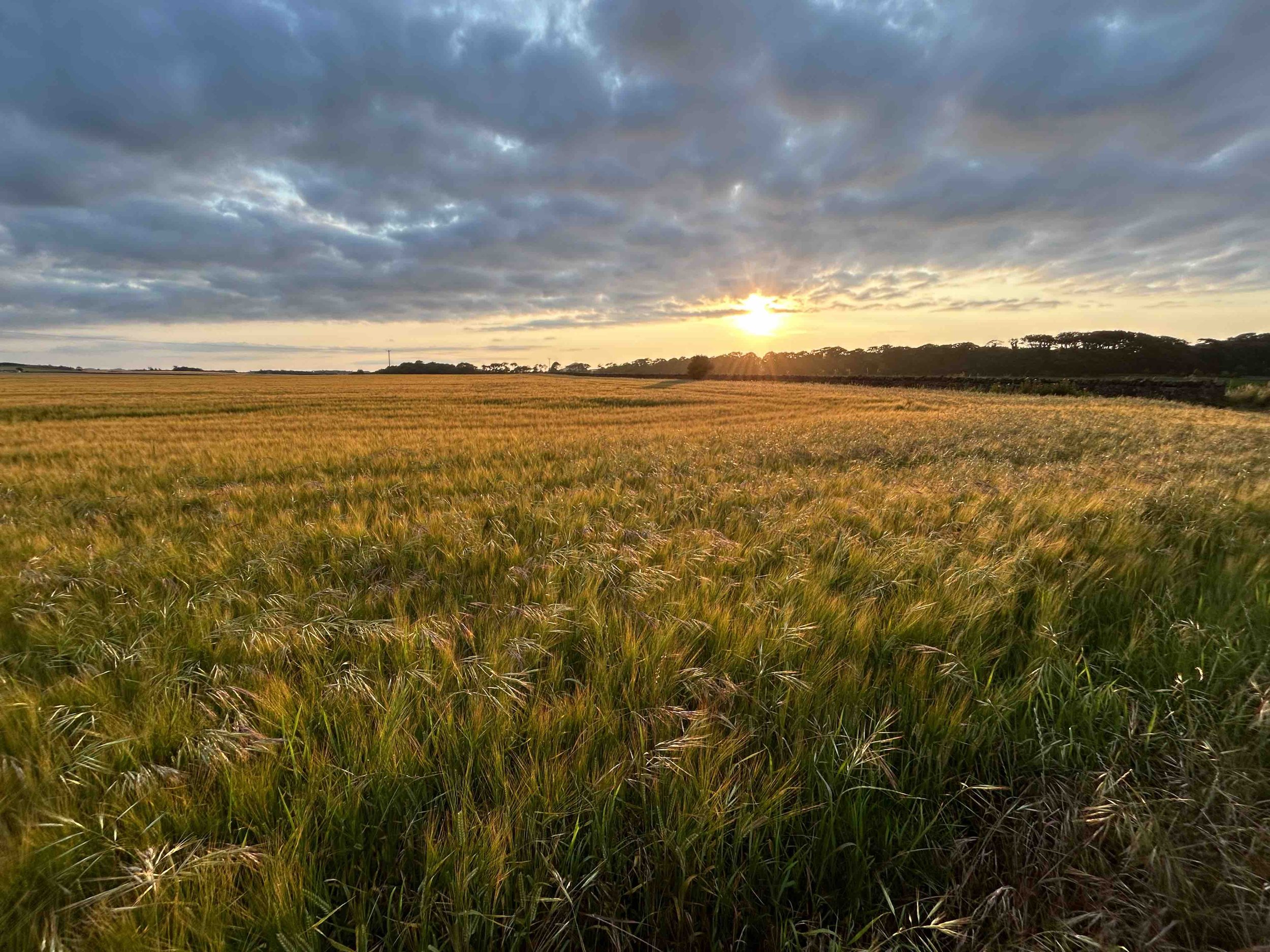 A field of wheat in east Scotland where Ailie’s mother is from