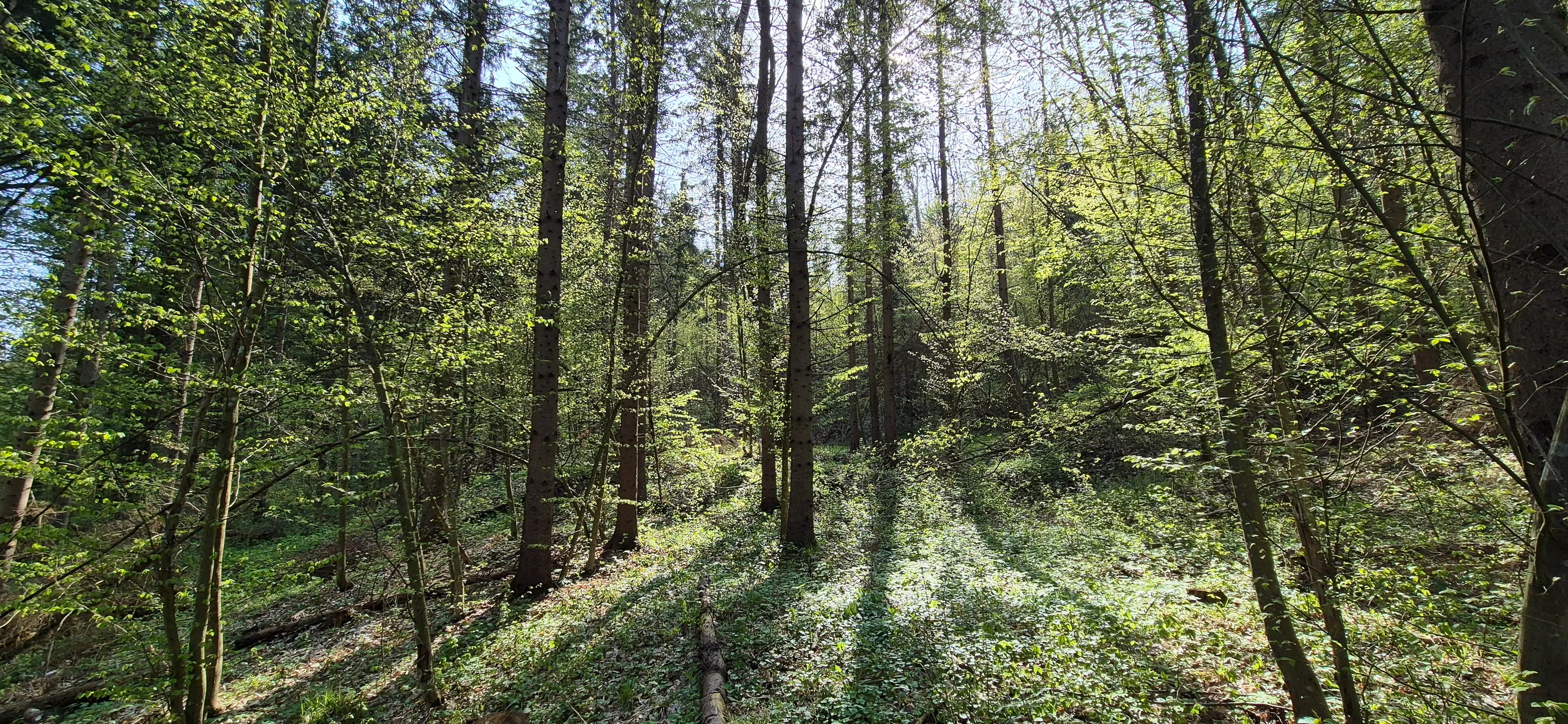 Sunlight streams through the tall trees in a lush, green forest, creating shadows on the forest floor.
