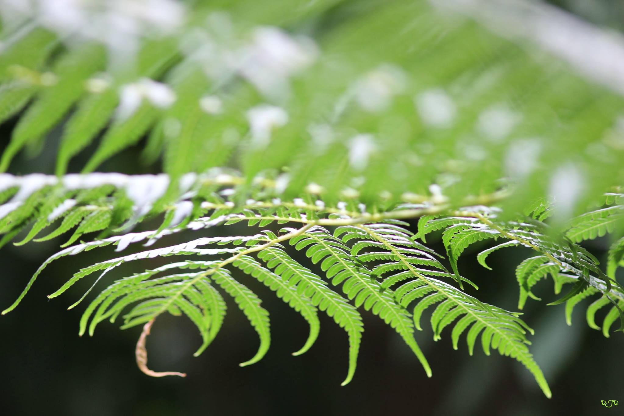 a black and white cat laying on top of a white wall