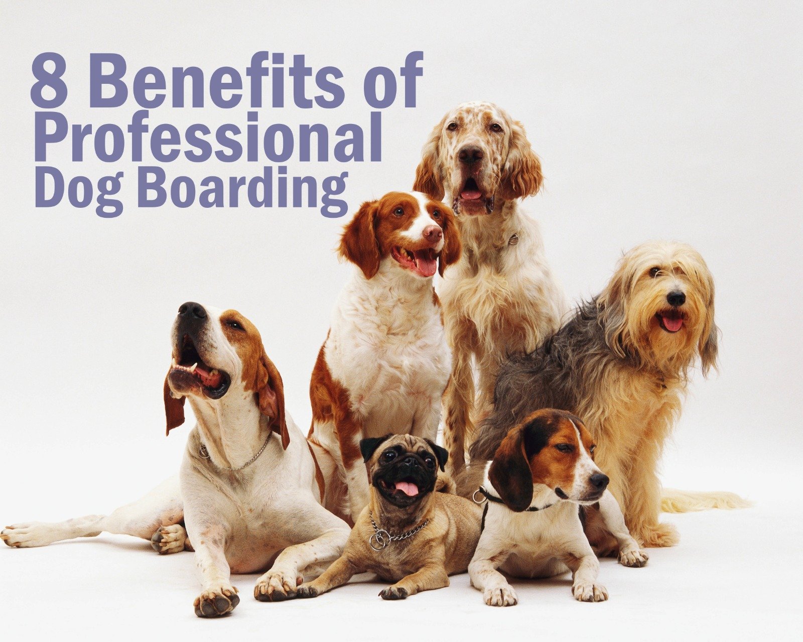 8 Benefits of Professional Dog Boarding