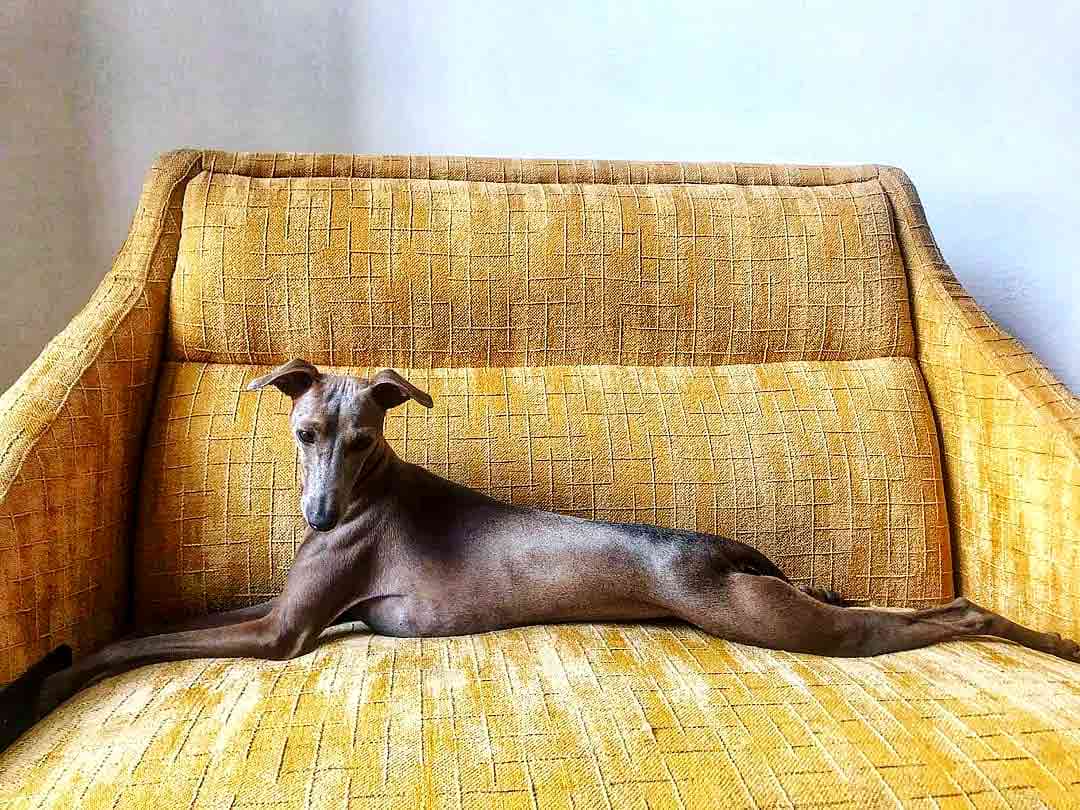 A sleek dog lounging gracefully on a vibrant yellow couch, showcasing its relaxed posture and elegant features.