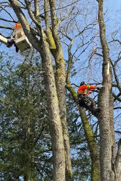 Certified arborist removing tree north vancouver
