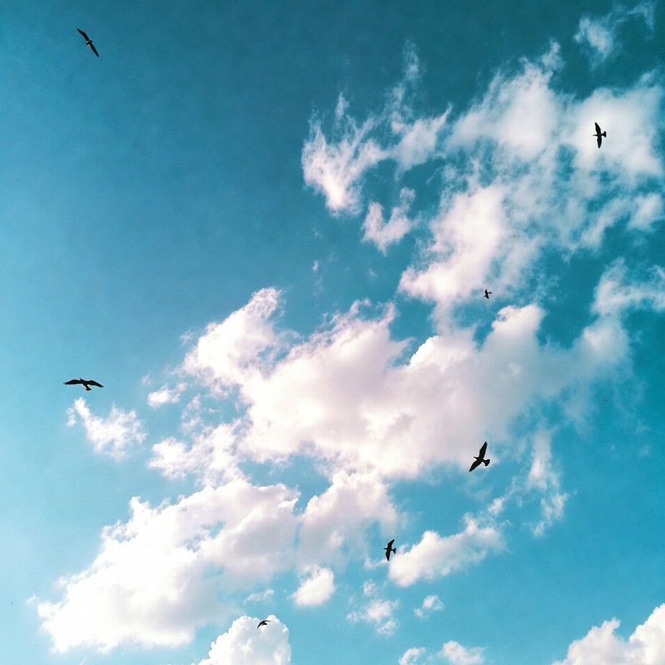 picture of plants and greenery