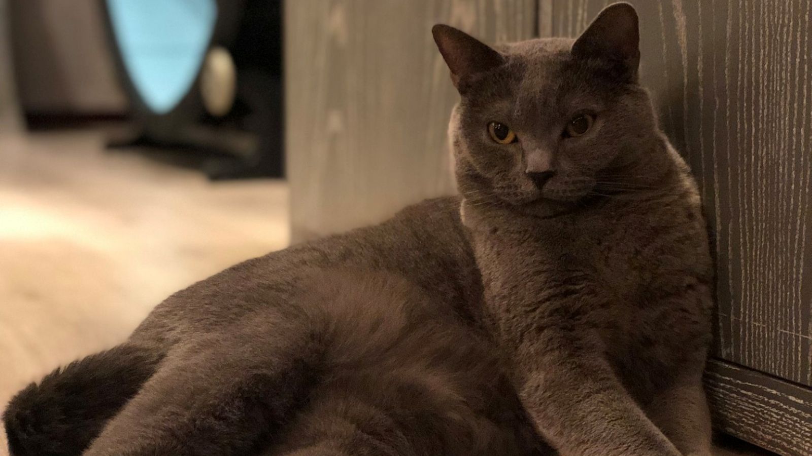 A gray cat is sitting on the floor and leaning against a wooden cabinet.