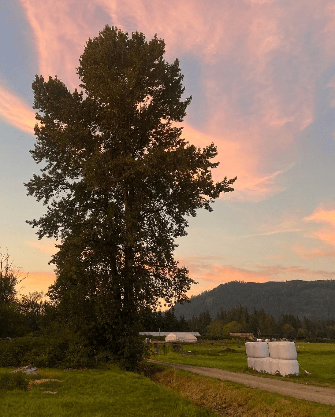 A tall tree silhouetted against a pink sunset sky over Rooted Northwest farmland.