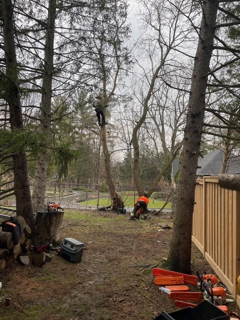 Bulldog crew cutting down a tree