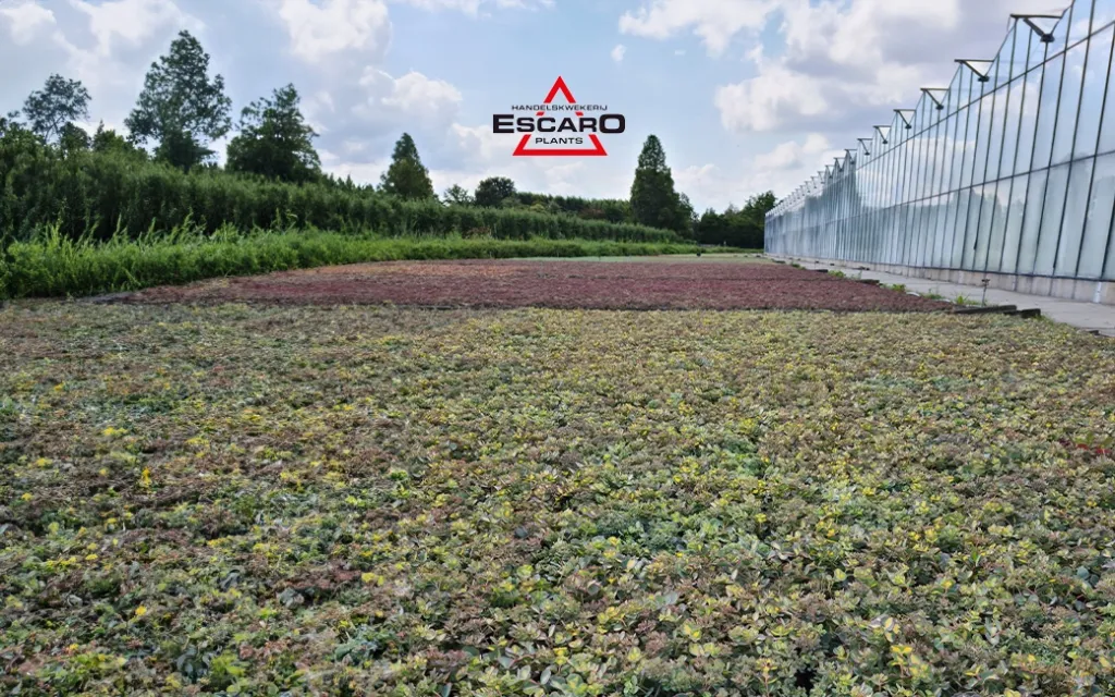Photograph of stonecrop fields outside the Escaro Plants greenhouses