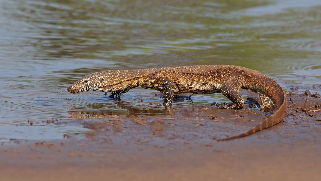 Basking and Defence