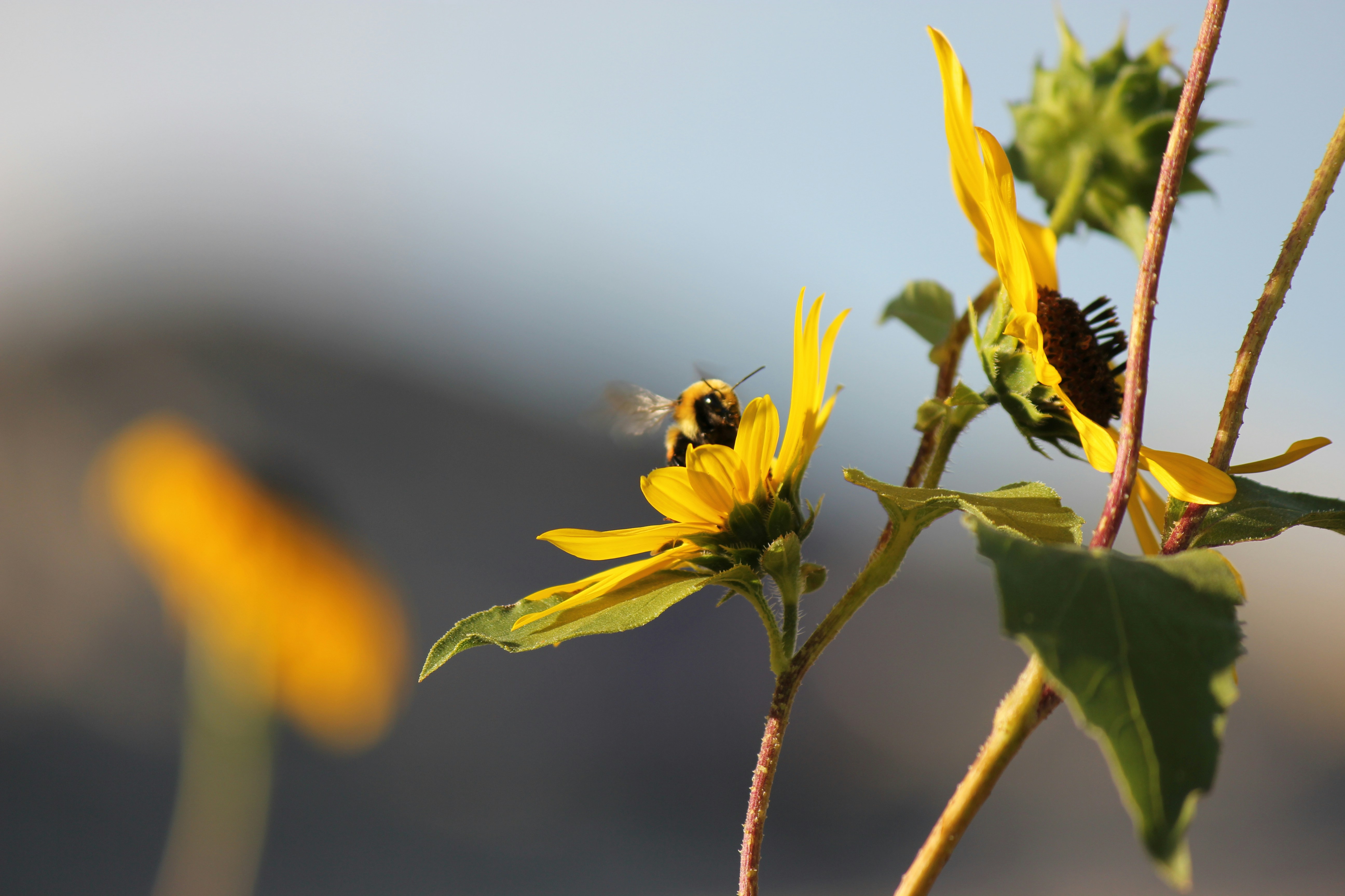 a bee on a sunflower with a blurry background