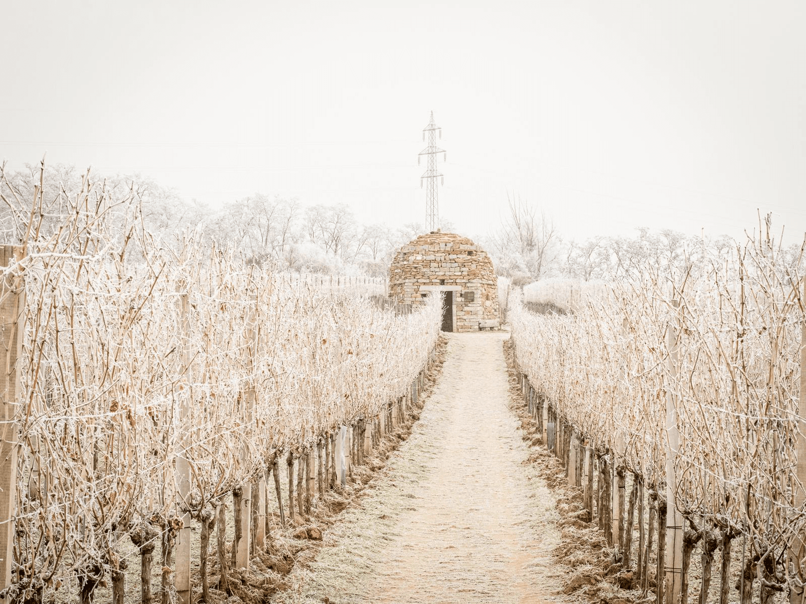 Steinhütte in verschneitem Weinberg