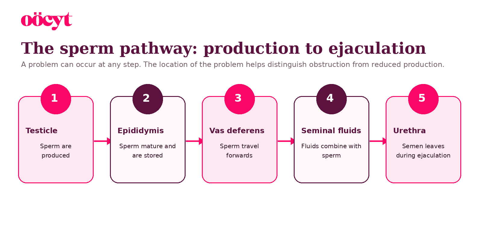 Five stages show sperm production in the testicle, maturation in the epididymis, transport through the vas deferens, mixing with seminal fluids and ejaculation through the urethra.