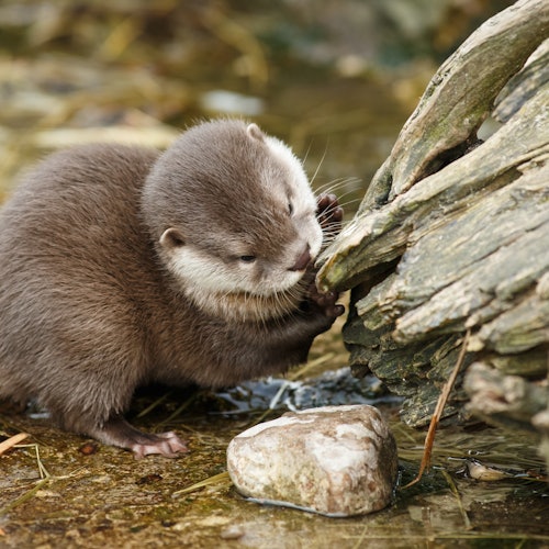 Copenhagen ZOO: Skip The Line Tickets in Frederiksberg