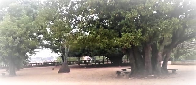 Árvore frondosa de copa larga e troncos grossos sobre terreiro de terra no Jardim Botânico da Ajuda