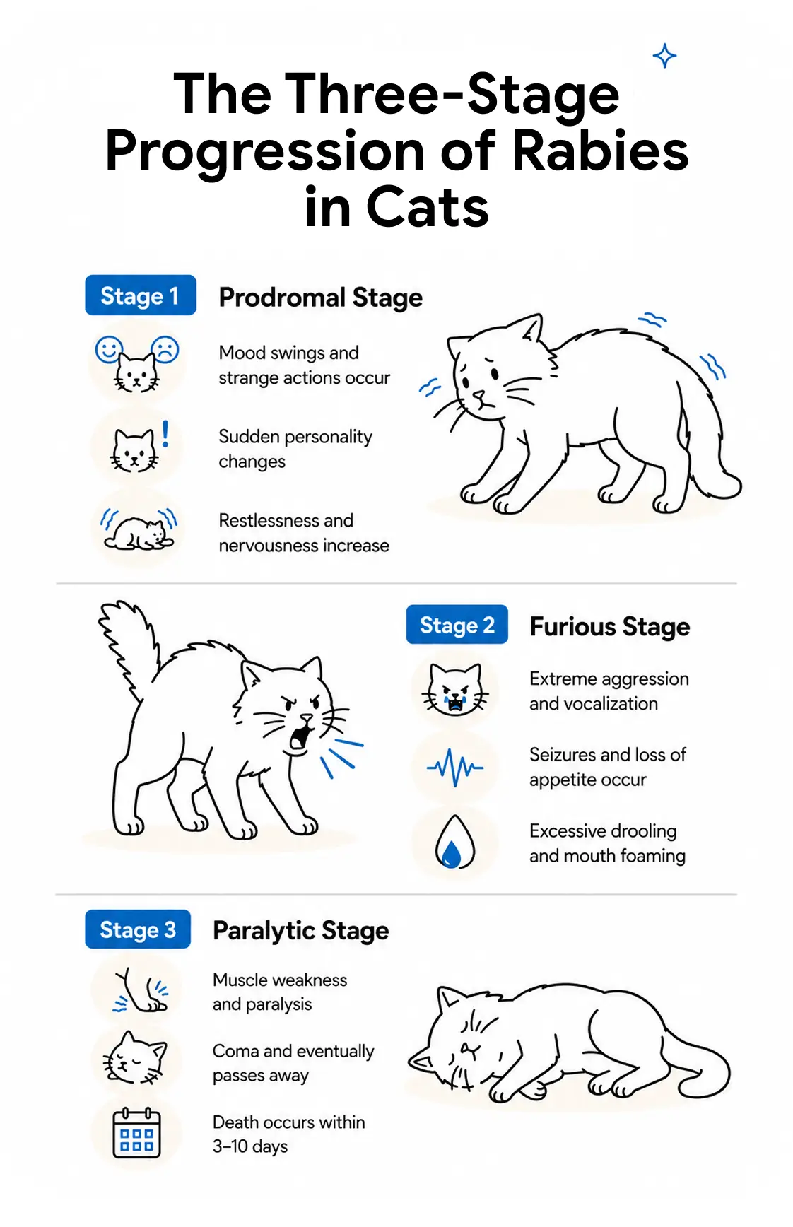 An infographic showing the progression of rabies in cats.