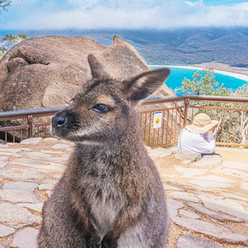 袋鼠在酒杯湾观景台摆姿
