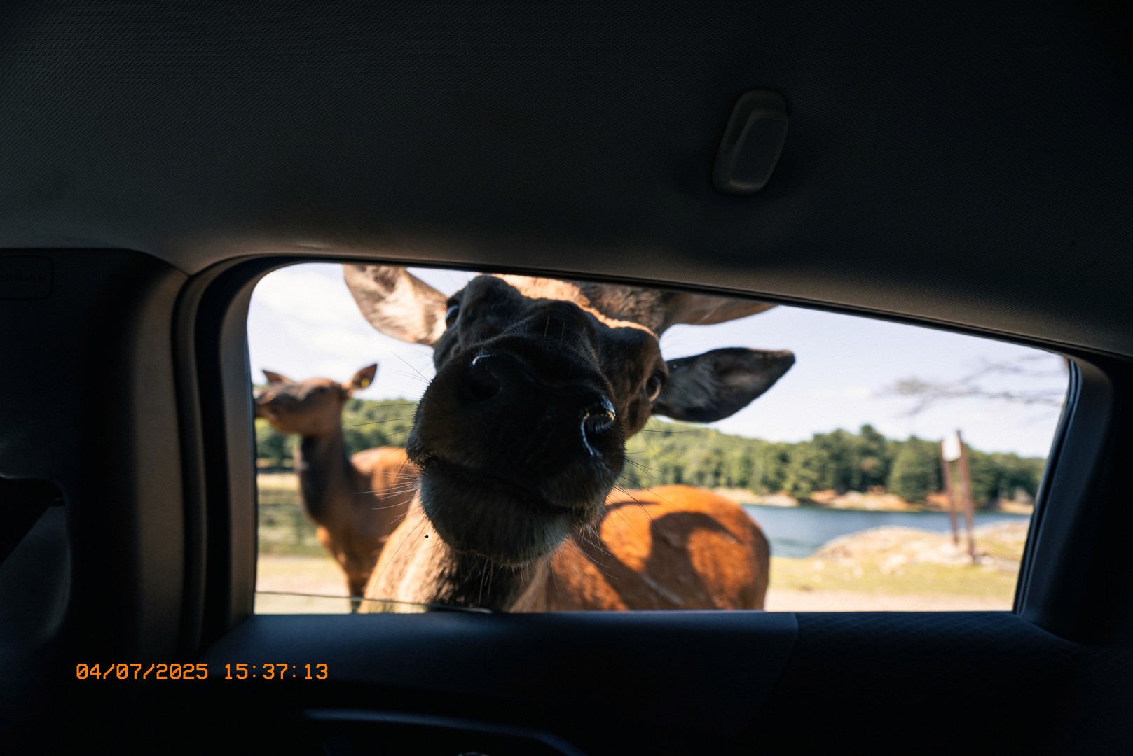 Cerf approchant sa tête de la vitre d’une voiture.