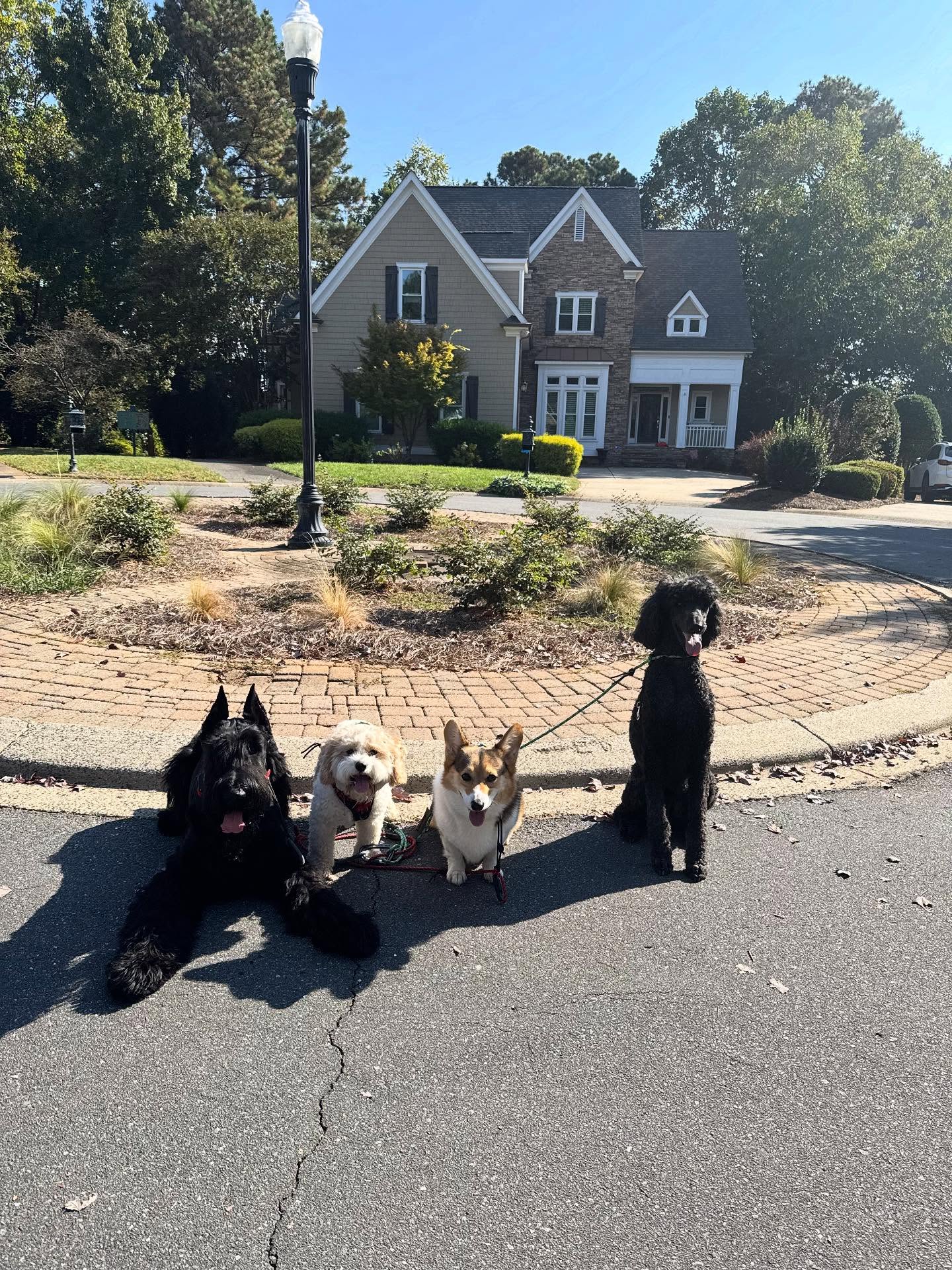 Four dogs of different breeds on a leash during a pack walk in Charlotte