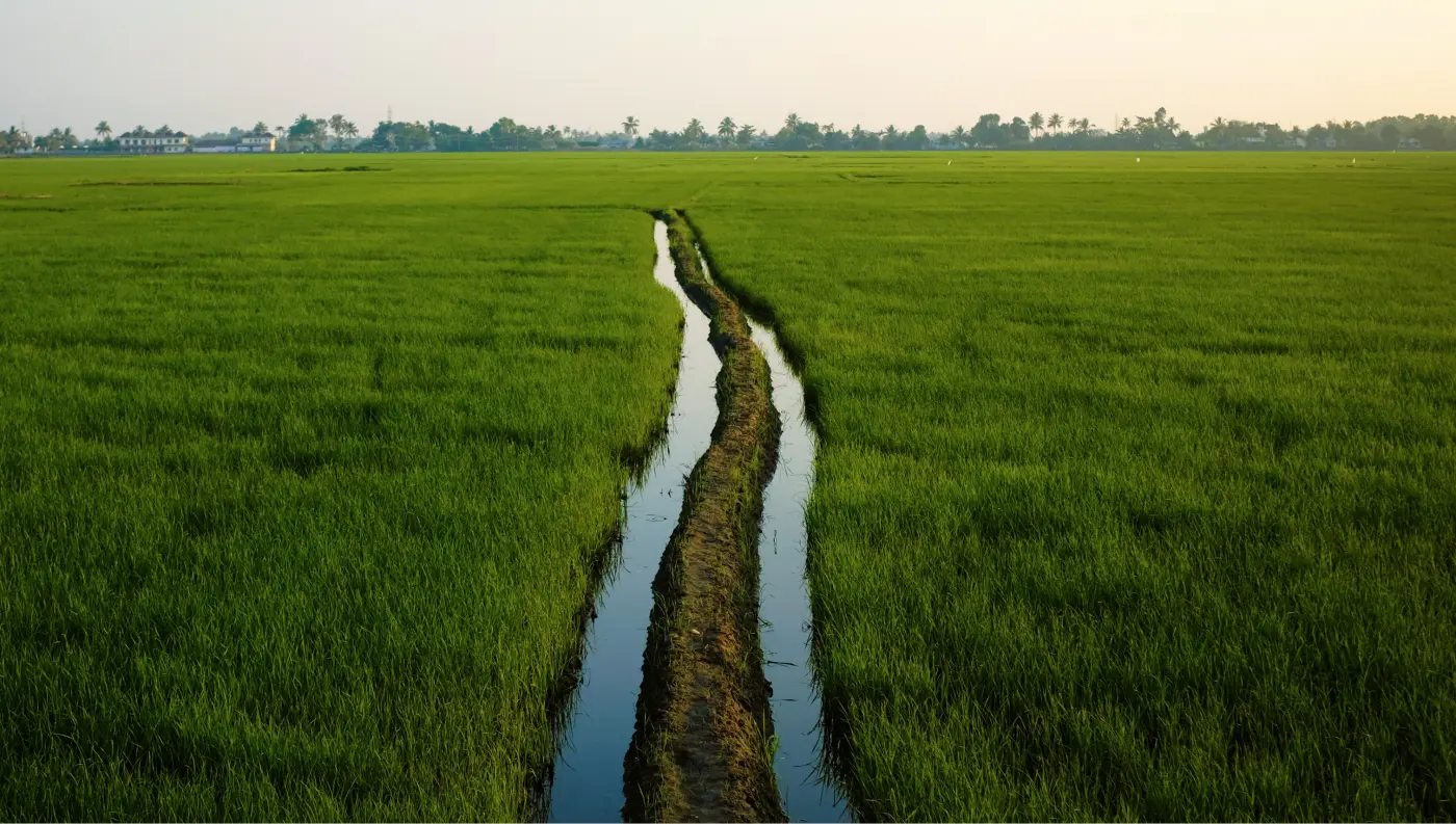 Vast green paddy fields near Vedic Village Alleppey with a winding irrigation channel reflecting the sky, coconut palms lining the distant horizon