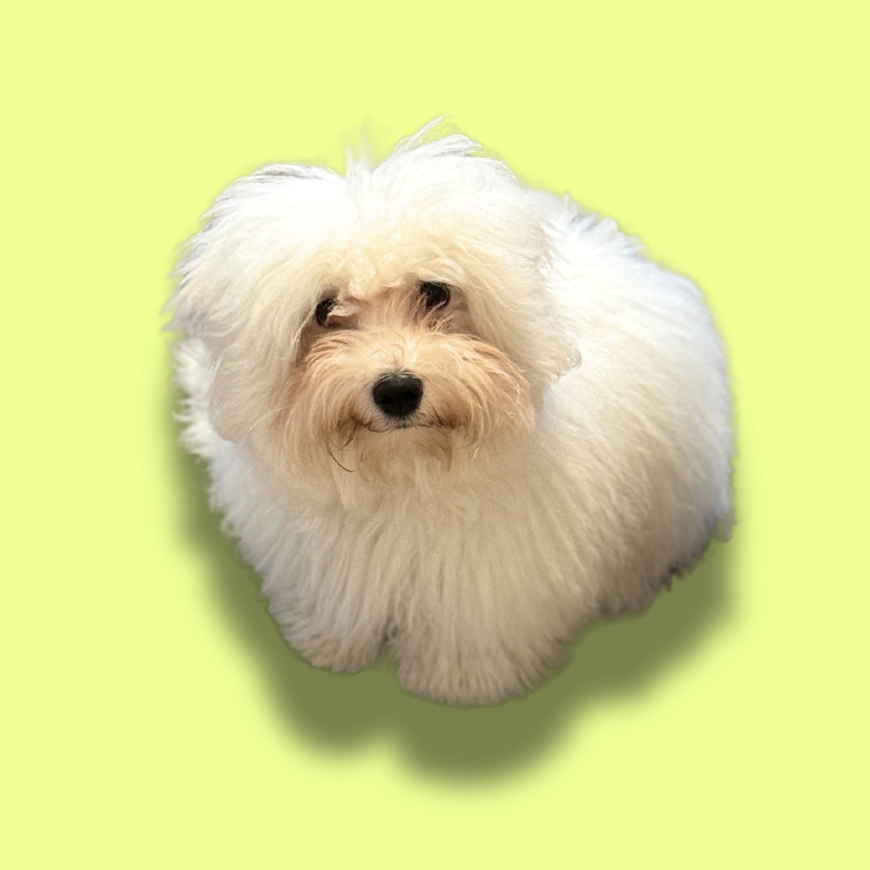 Portrait de Biscuit Cuveele, un chien Coton de Tuléar duveteux au pelage blanc, assis et regardant directement la caméra.