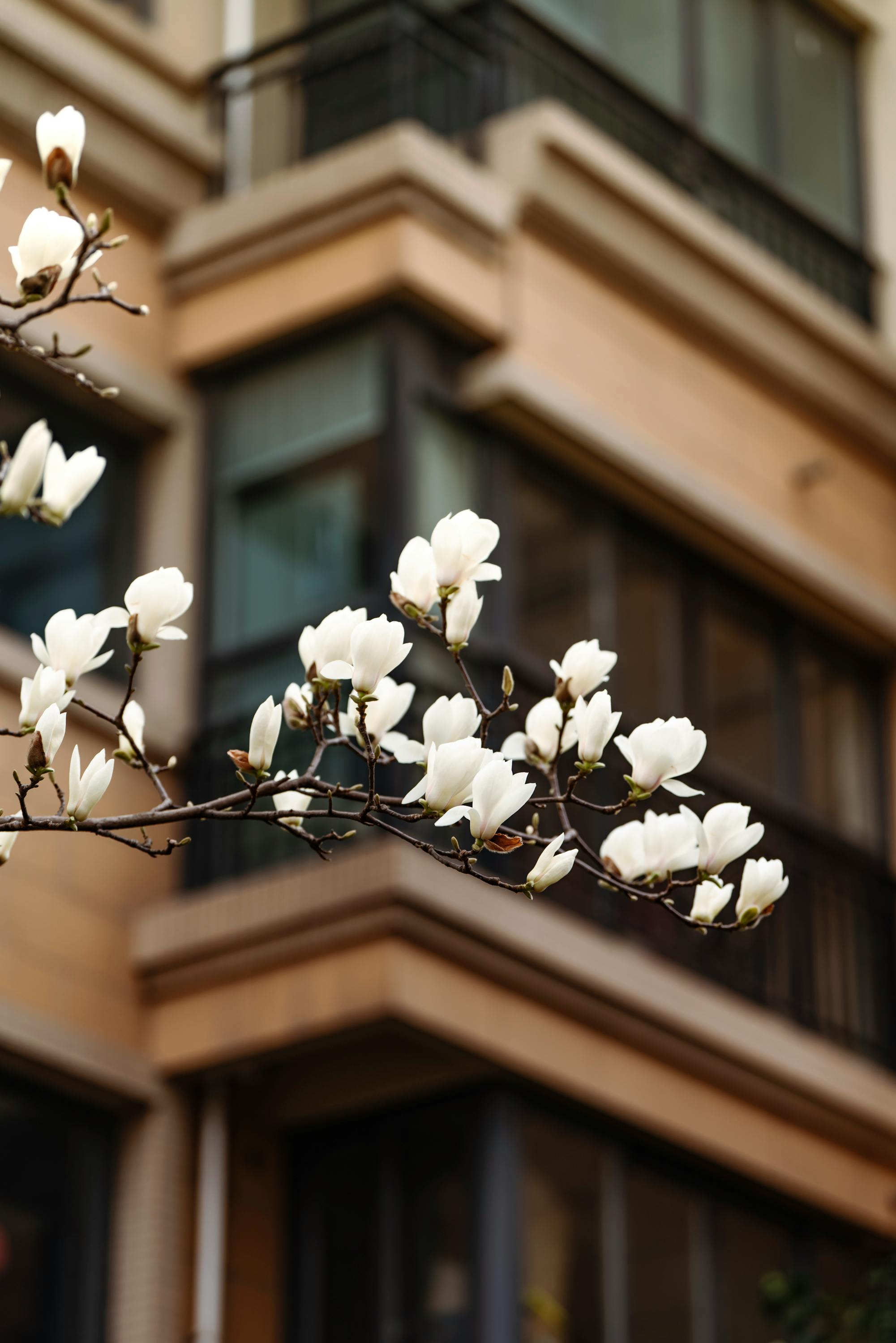 Tree budding for spring